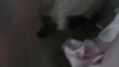 sp1tpuppeh online show from May 1, 2026, 11:20 pm