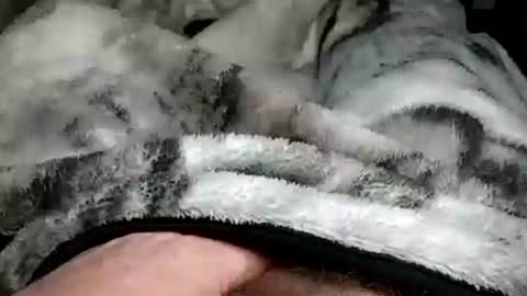 stargazor online show from December 20, 2024, 10:05 am