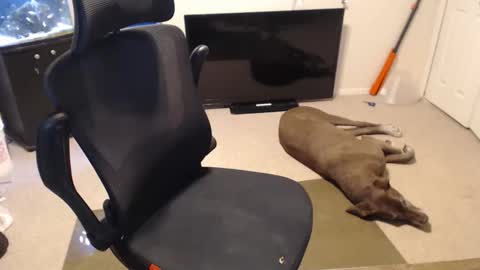 do i have lil tits or pecs online show from October 15, 2025, 2:06 pm