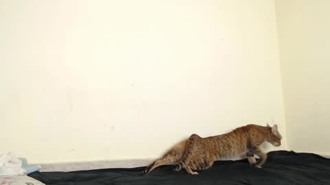 Fernanda independent model online show from April 17, 2026, 7:44 am