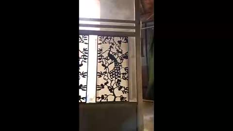 syevecrl online show from February 11, 2026, 1:54 am