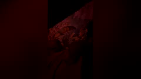 tacovegan4 online show from January 6, 2026, 7:23 am