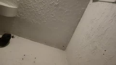 Talen James online show from March 11, 2025, 1:26 am