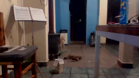 tanobi70 online show from April 18, 2026, 1:31 am