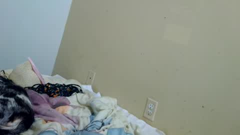 tastycakes96 online show from June 28, 2026, 4:29 am