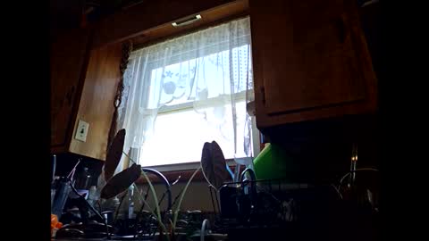 therizzler_1_of_1 online show from September 11, 2025, 6:30 pm