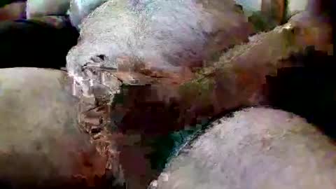 Snapshot of thiccd456 chatting on July 13, 2026, 6:55 pm ThiccD online show from July 13, 2026, 6:55 pm