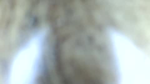 tinypecker6 online show from June 8, 2026, 5:57 pm