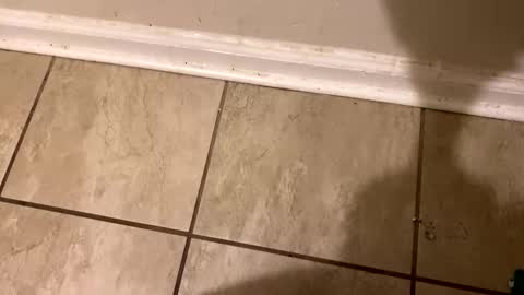 Snapshot of tripnlola chatting on February 12, 2025, 2:21 pm The real Mandingo online show from February 12, 2025, 2:21 pm