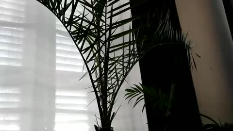 patricia online show from October 2, 2025, 7:04 am