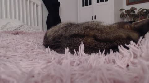 Visceratio online show from February 7, 2025, 9:15 pm