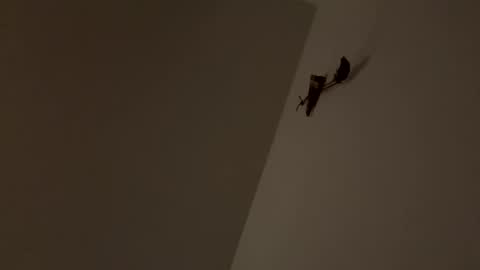 Snapshot of walter204 chatting on November 9, 2025, 8:18 pm walter204 online show from November 9, 2025, 8:18 pm