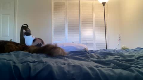 weedwacker43 online show from February 26, 2025, 10:53 pm