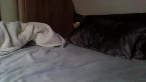 papa bear online show from February 9, 2025, 3:56 pm