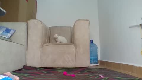 Snapshot of wtfbarbz chatting on October 4, 2025, 12:47 pm Barbie online show from October 4, 2025, 12:47 pm