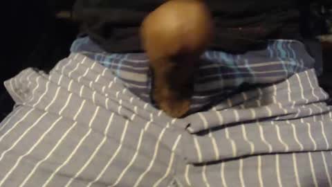 Snapshot of xentric777 chatting on October 31, 2025, 8:04 am xentric777 online show from October 31, 2025, 8:04 am