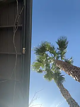 starrynikki online show from February 6, 2026, 8:01 pm