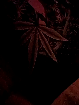 ySqmbVanbe online show from February 5, 2026, 7:02 am