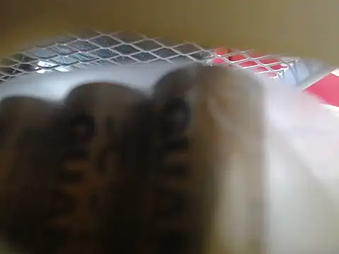 lovense test04 online show from February 10, 2026, 6:06 am