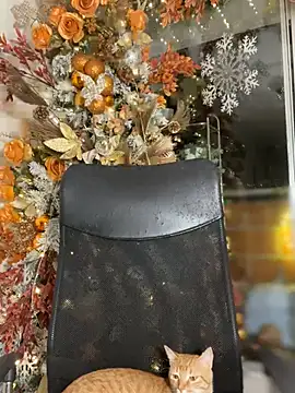 Snapshot of ValerieHilton chatting on December 10, 2024, 12:17 am ValerieHilton online show from December 10, 2024, 12:17 am