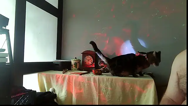 SexWorkerX online show from December 20, 2025, 2:46 pm