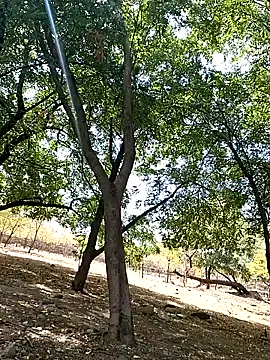 Liancy online show from October 9, 2025, 6:50 pm