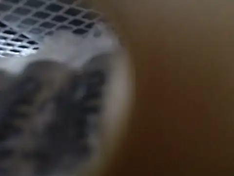 Lovensetest online show from October 31, 2025, 9:10 am