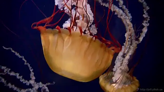 streamy test11 online show from November 3, 2025, 11:55 am