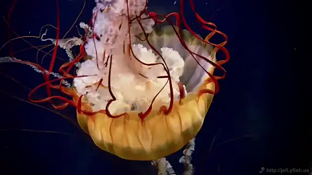 streamy test11 online show from February 11, 2026, 2:11 pm