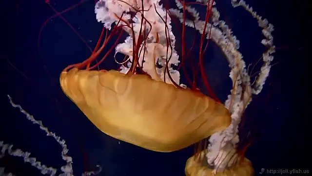 streamy test11 online show from February 19, 2026, 5:09 pm