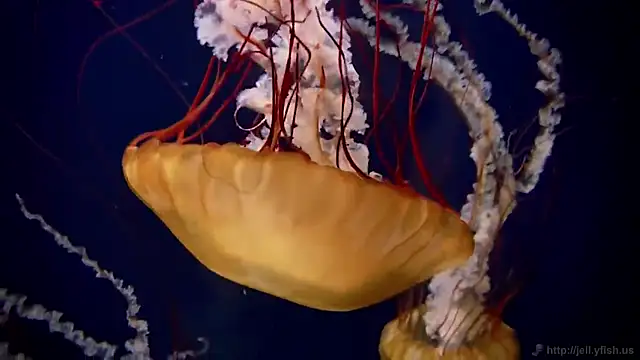 streamy test12 online show from November 7, 2025, 12:27 pm