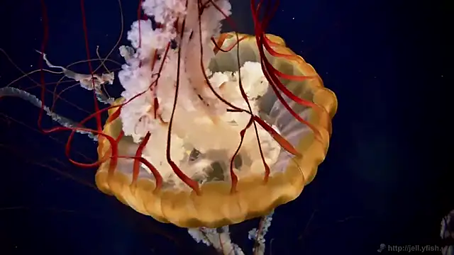 streamy test12 online show from December 17, 2025, 9:59 am