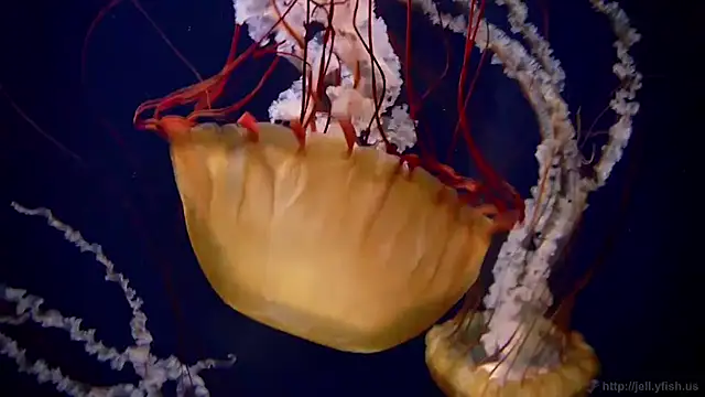 streamy test12 online show from January 14, 2026, 3:17 pm