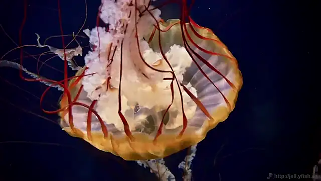 streamy test12 online show from February 24, 2026, 1:31 pm