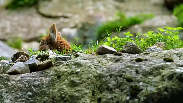 streamy test15 online show from January 22, 2025, 8:18 am