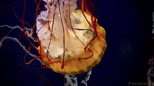 streamy test15 online show from October 2, 2025, 8:43 am