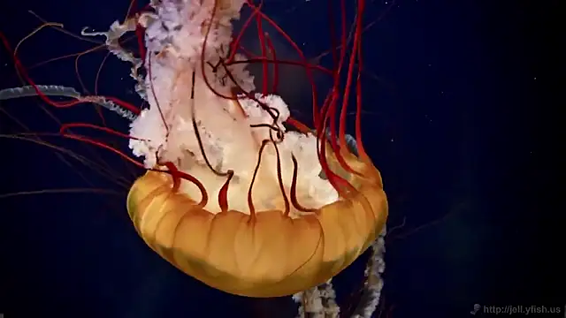 streamy test15 online show from February 18, 2026, 9:38 am