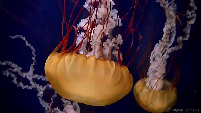 streamy test15 online show from March 18, 2026, 4:10 pm