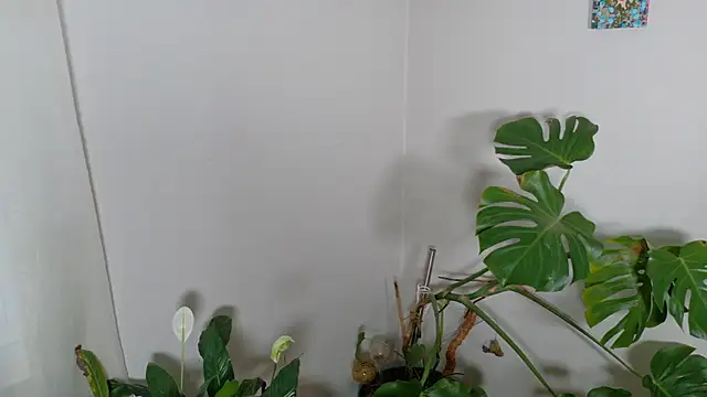 MistressKatie13xxx online show from January 15, 2026, 9:29 pm