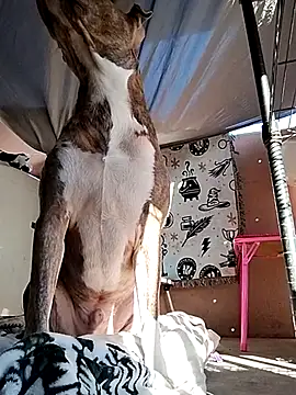 TickleMeKink online show from March 11, 2025, 9:37 pm