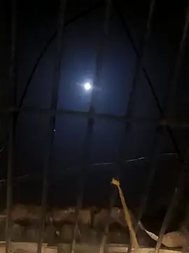 jellydicks online show from January 11, 2025, 5:29 pm