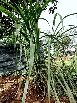 Snapshot of Betty20zx chatting on September 13, 2025, 1:16 am Betty20zx online show from September 13, 2025, 1:16 am