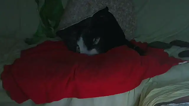 VeneRed online show from September 23, 2025, 9:51 pm