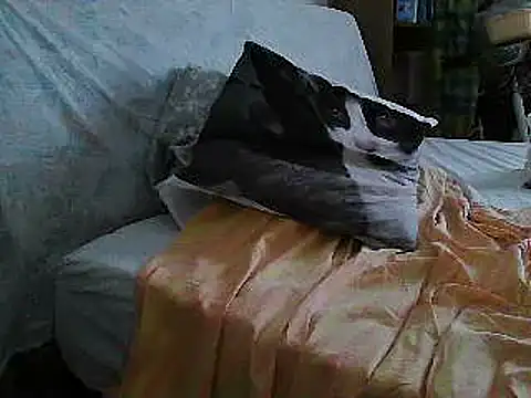 Snapshot of VeneRed chatting on July 10, 2026, 11:24 am VeneRed online show from July 10, 2026, 11:24 am