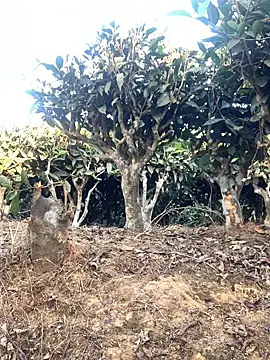 ShroveRising online show from January 17, 2026, 10:20 am