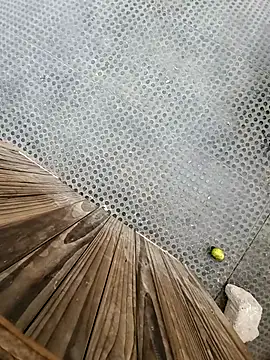 tesaodaweb online show from December 15, 2025, 3:16 pm