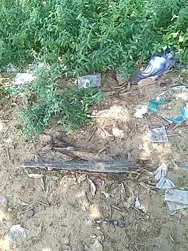 teluguu-rajj online show from October 21, 2025, 6:47 am