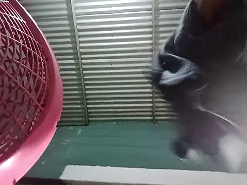 Rpra online show from March 10, 2025, 11:10 am