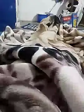 Playboy bhabhi 00 online show from February 6, 2025, 5:25 am