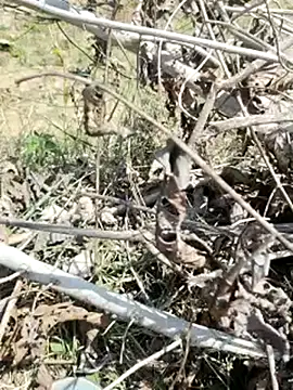 cute1gfbf online show from March 5, 2025, 7:05 am